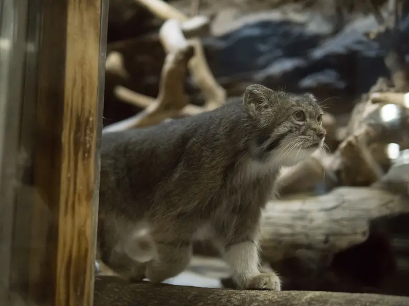 恩賜上野動物園のクリョンの写真