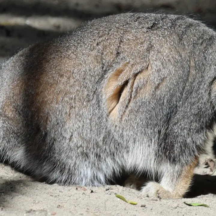 ノヴォシビルスク動物園のマヌルネコの写真