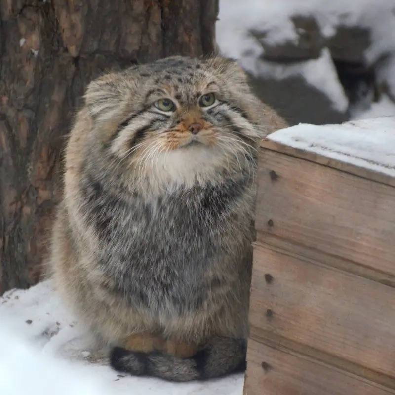 ノヴォシビルスク動物園のゼレノゴルスクの写真