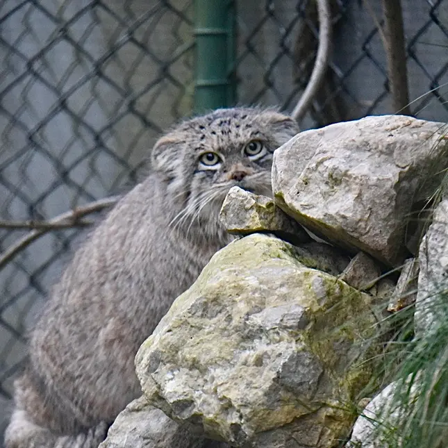 ヘラブルン動物園のプルシの写真