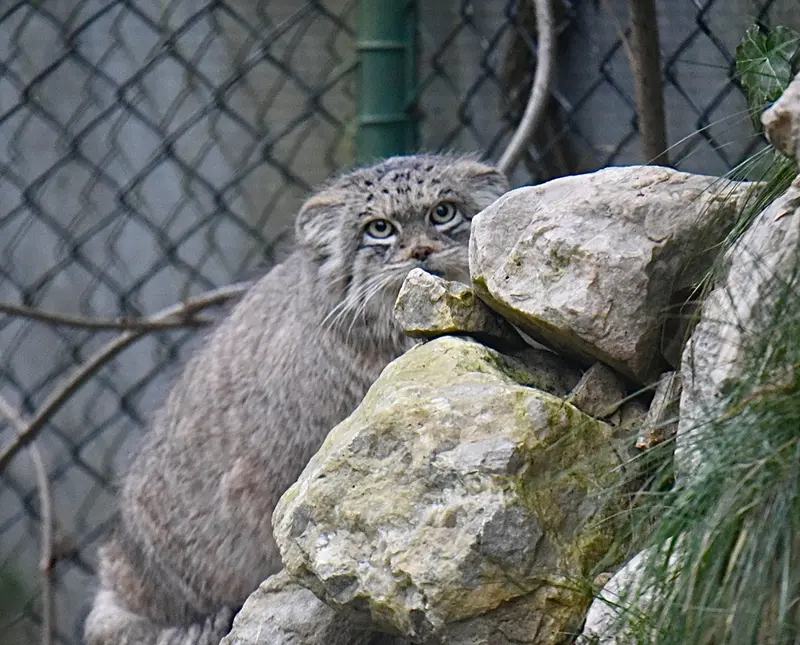 ヘラブルン動物園のプルシの写真