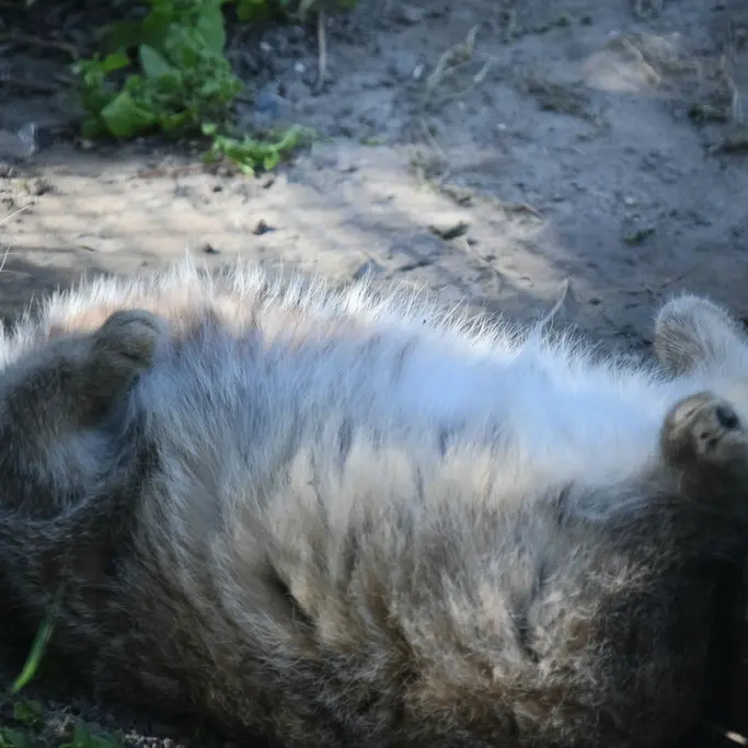 ブダペスト動物園＆植物園のルーシーの写真