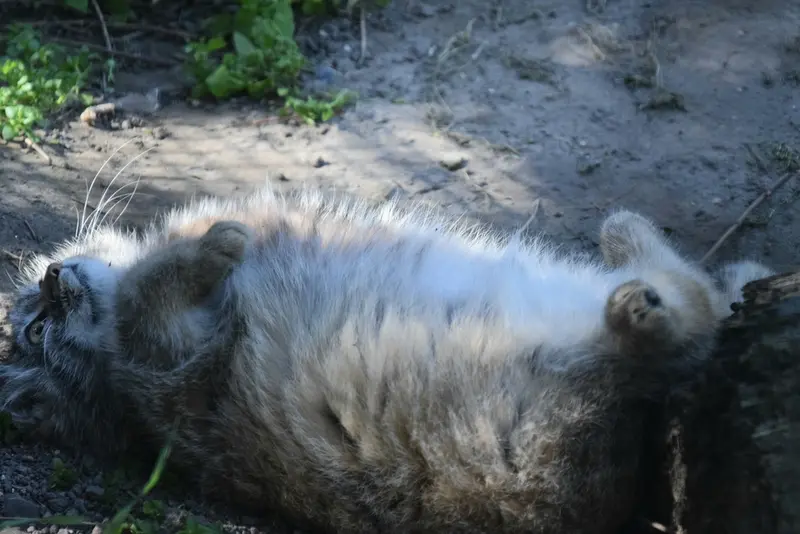 ブダペスト動物園＆植物園のルーシーの写真