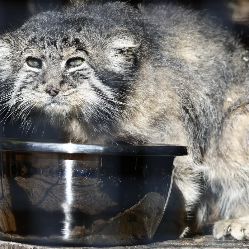 レニングラード動物園のスヴェンの写真
