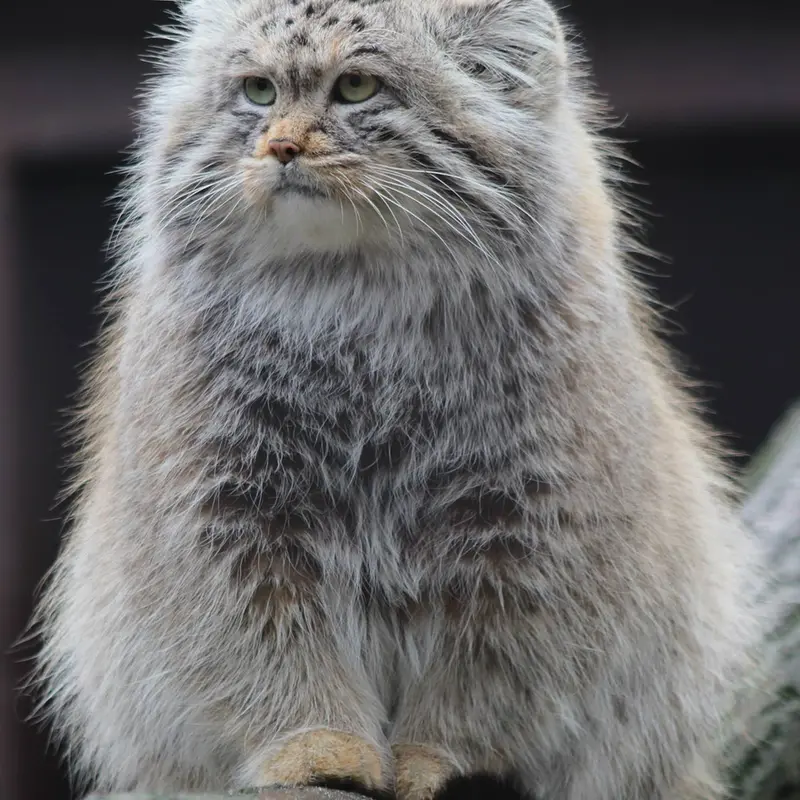 オストラヴァ動物園のオクサナの写真