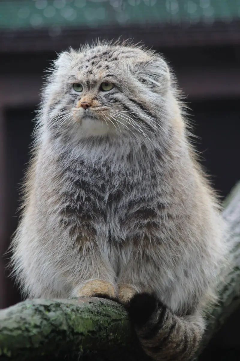 オストラヴァ動物園のオクサナの写真