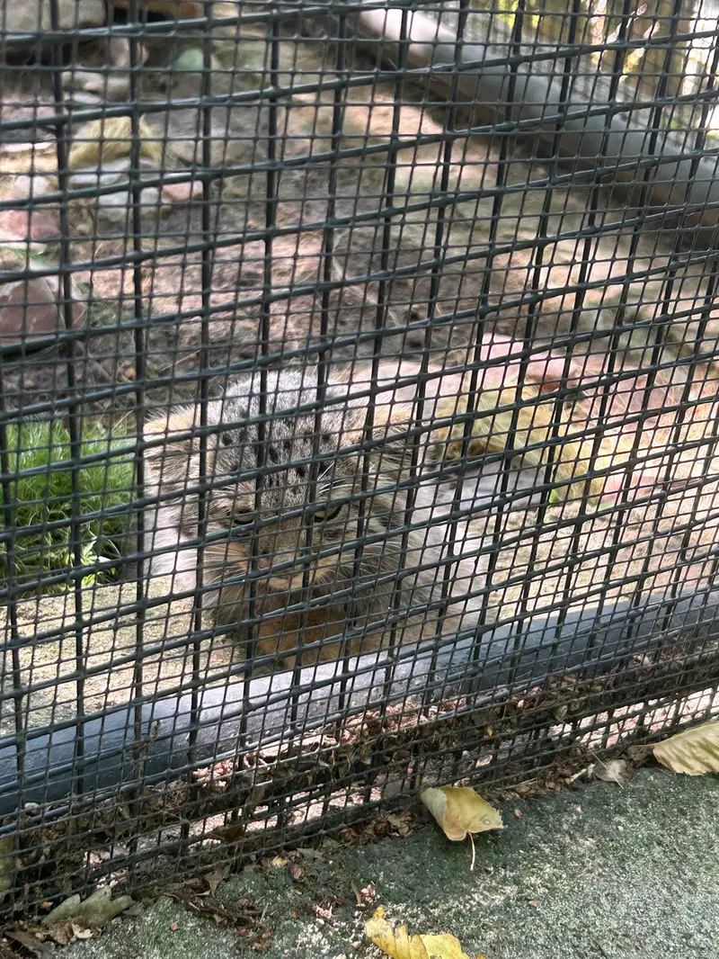 ブルノ動物園のマヌルネコの写真