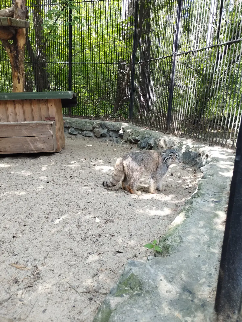 ノヴォシビルスク動物園のマヌルネコの写真