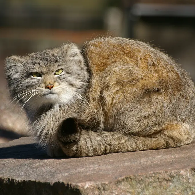 パルケン動物園のベニーの写真