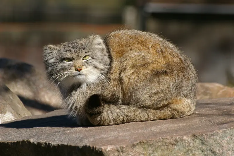 パルケン動物園のベニーの写真