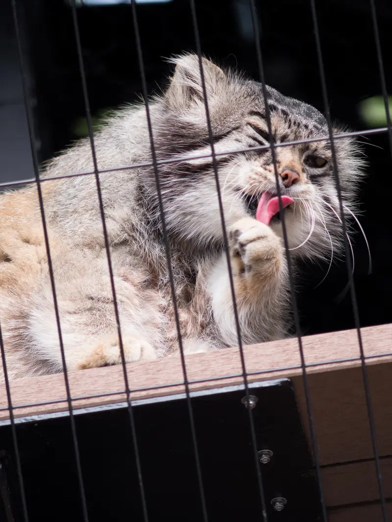 旭山動物園のグルーシャの写真