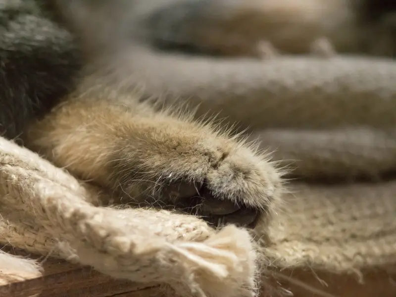 恩賜上野動物園のクリョンの写真
