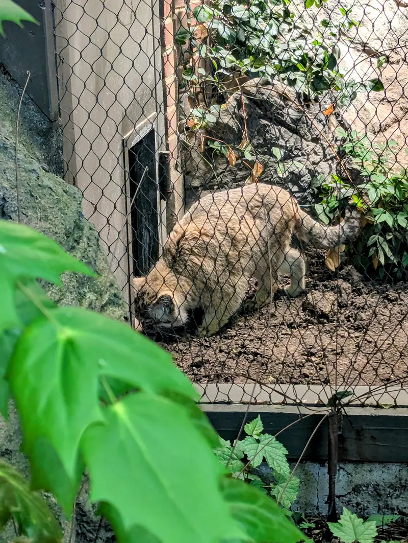 プロスペクト・パーク動物園のサルナイの写真