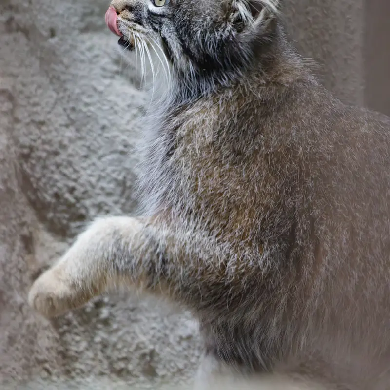野毛山動物園のフィーガの写真