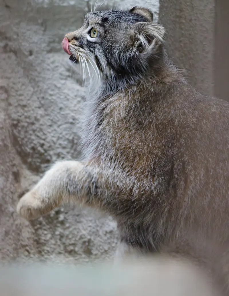 野毛山動物園のフィーガの写真