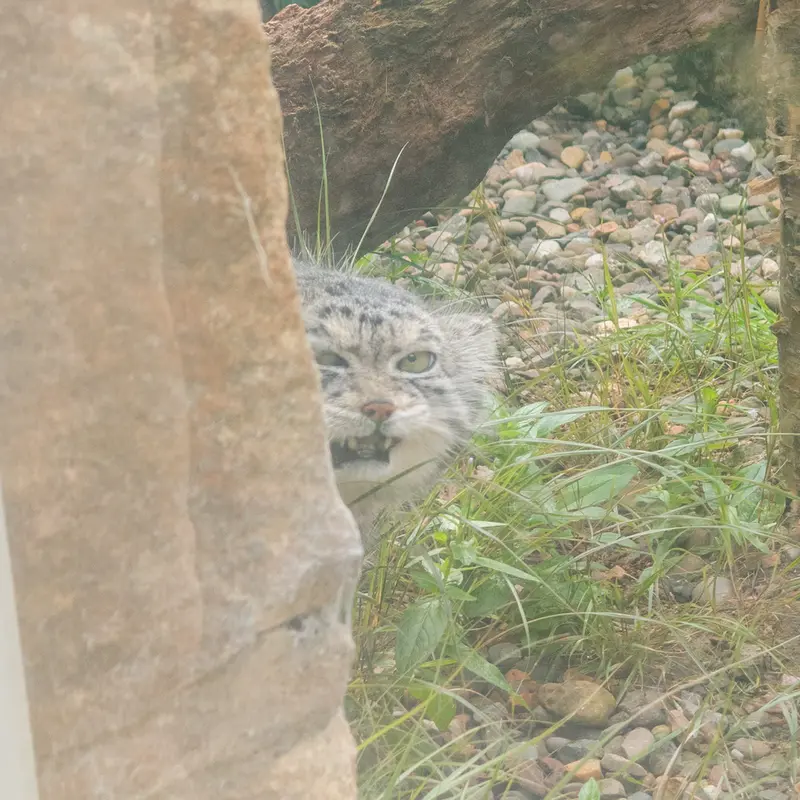 エディンバラ動物園のアキコの写真