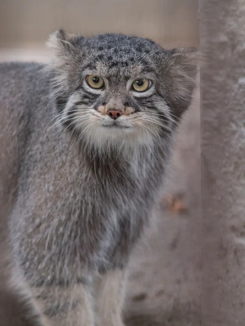 野毛山動物園のフィーガの写真
