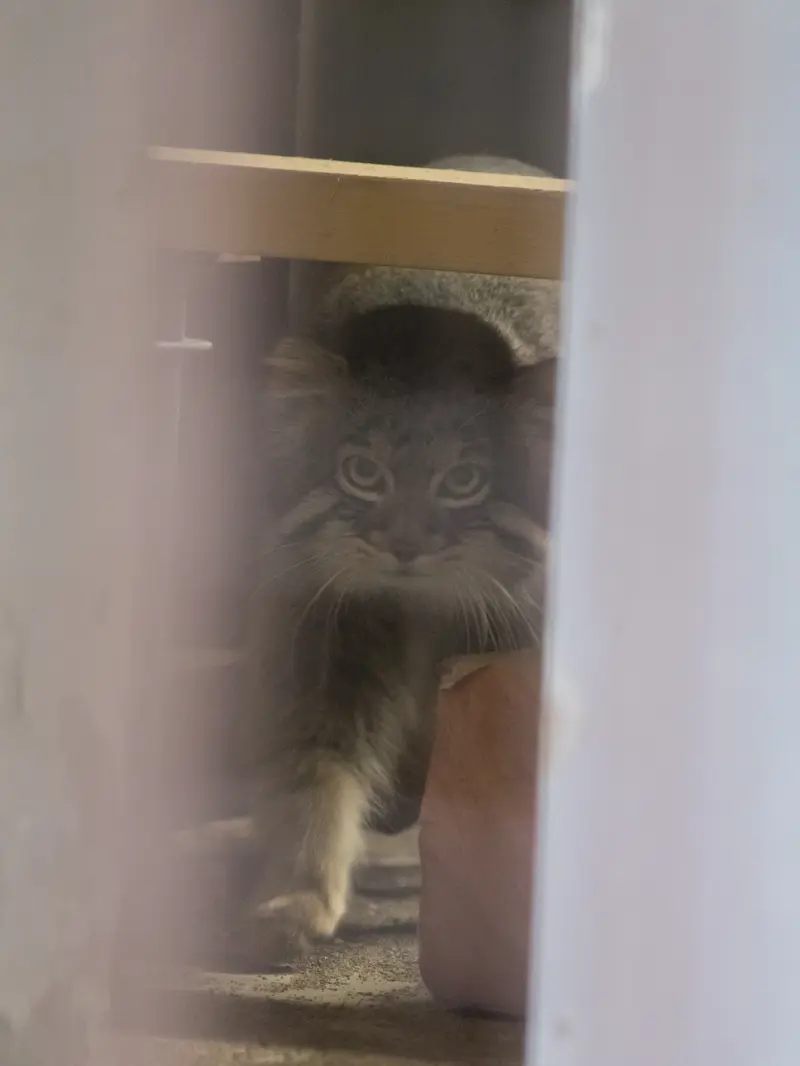 野毛山動物園のフィーガの写真