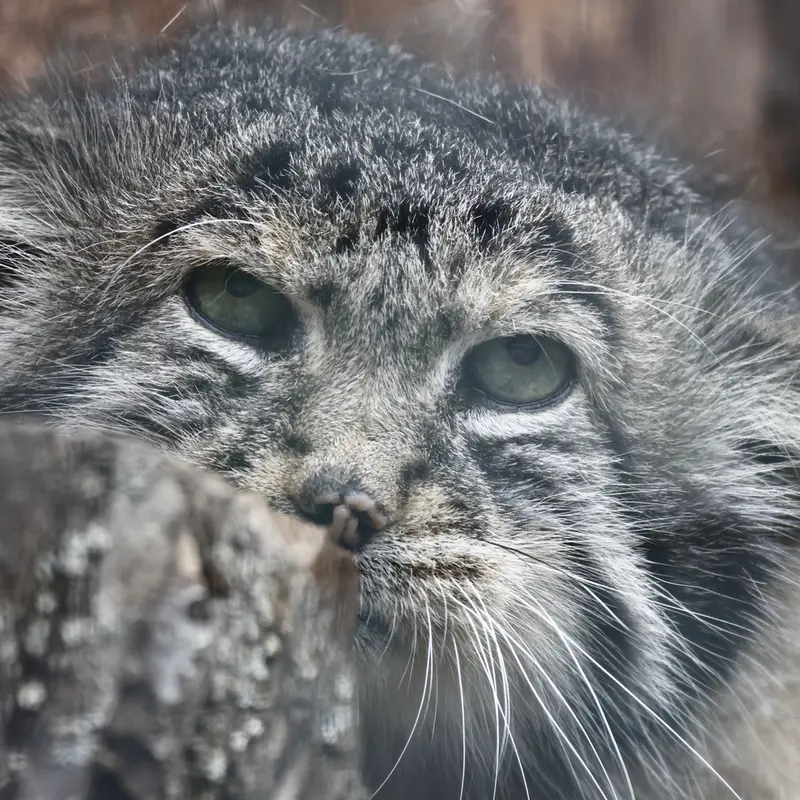 レニングラード動物園のスヴェンの写真