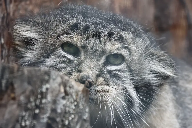 レニングラード動物園のスヴェンの写真