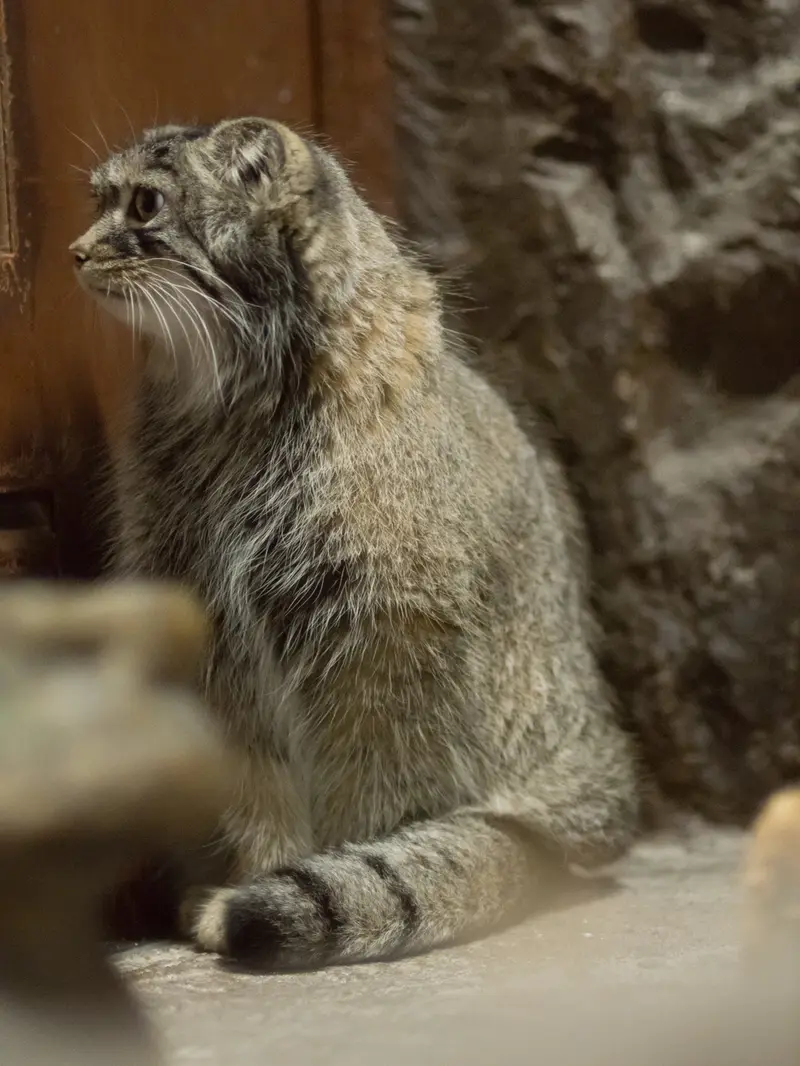 恩賜上野動物園のサフランの写真