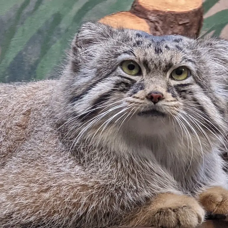 バーミンガム動物園のバタールの写真