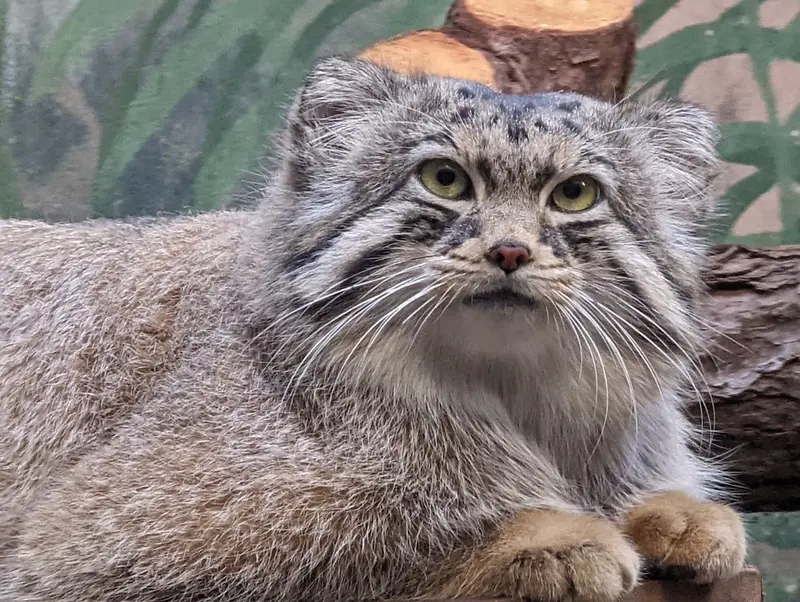 バーミンガム動物園のバタールの写真