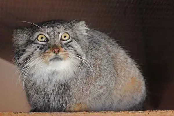 埼玉県こども動物自然公園のシャルの写真