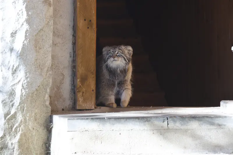 モスクワ動物園のティモフェイの写真