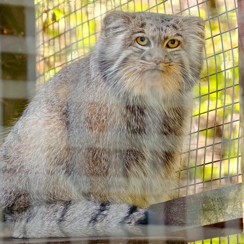 コシツェ動物園のアイセンの写真