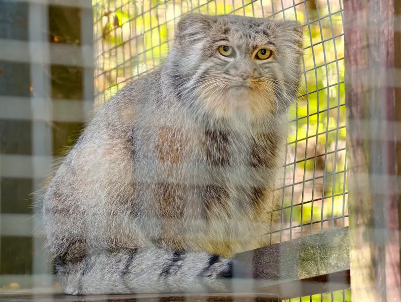 コシツェ動物園のアイセンの写真