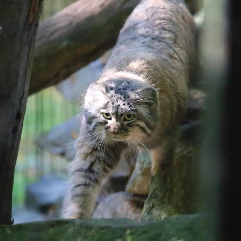 クラクフ動物園のツァスの写真