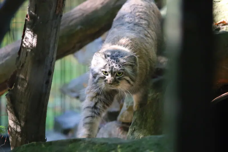 クラクフ動物園のツァスの写真