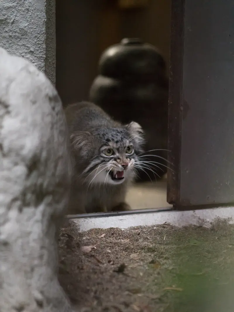 野毛山動物園のフィーガの写真