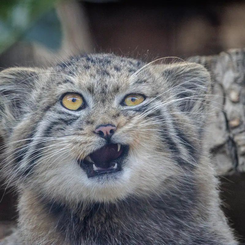 レニングラード動物園のマヌルネコの写真
