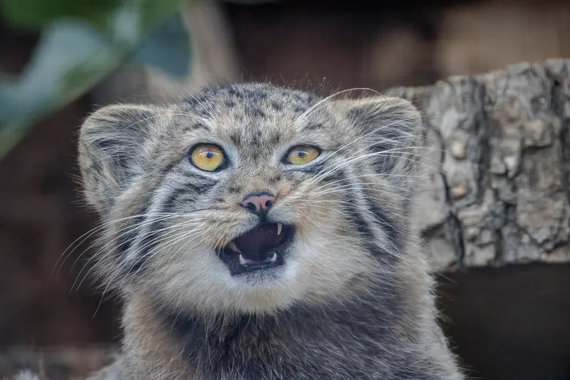 レニングラード動物園のマヌルネコの写真