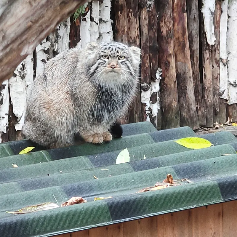 ノヴォシビルスク動物園のロロの息子 b.2026 Ⅱの写真