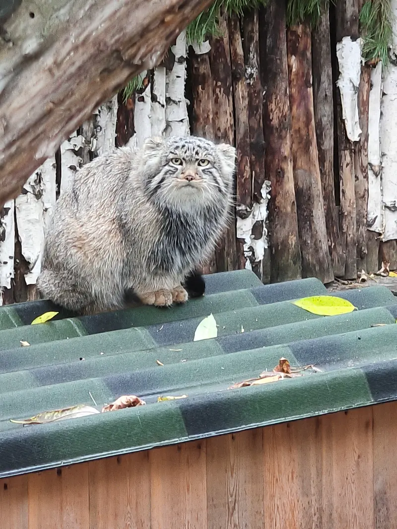 ノヴォシビルスク動物園のロロの息子 b.2026 Ⅱの写真