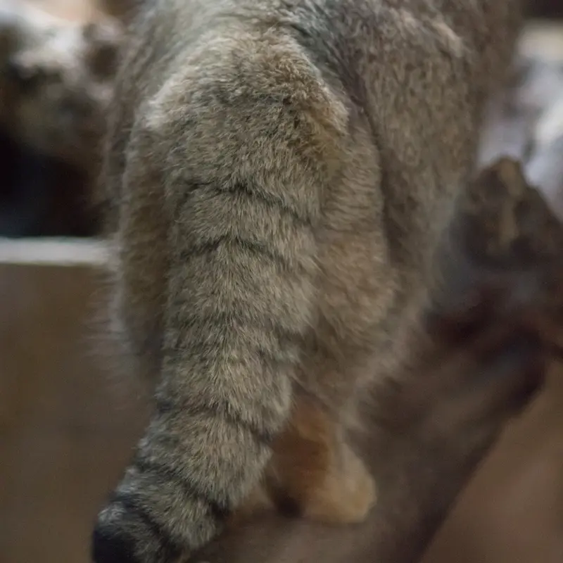 恩賜上野動物園のプリームラの写真
