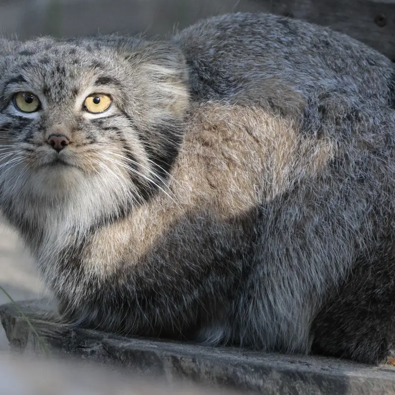 ノヴォシビルスク動物園のメンスの写真