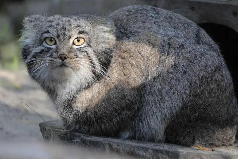 ノヴォシビルスク動物園のメンスの写真