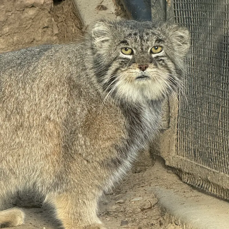 プエブロ動物園のタイ・チーの写真