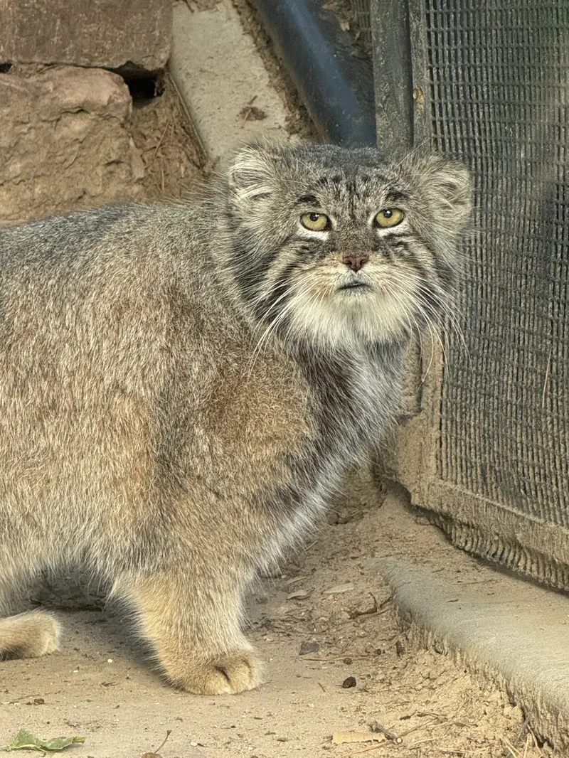 プエブロ動物園のタイ・チーの写真