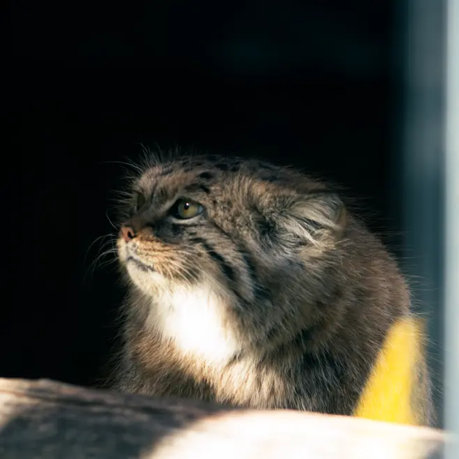リトアニア動物園のメリッサの写真
