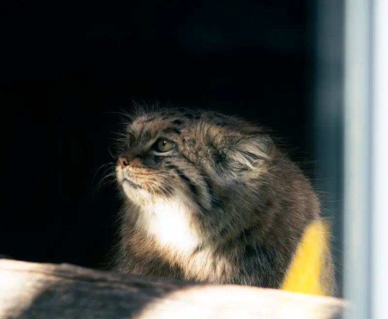 リトアニア動物園のメリッサの写真