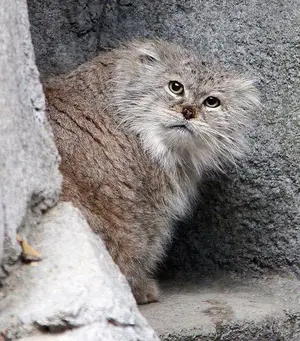 マヌルネコの写真