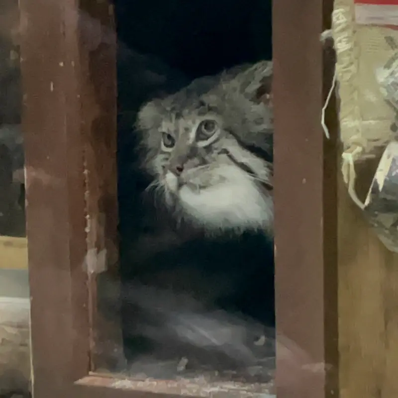 恩賜上野動物園のクリョンの写真