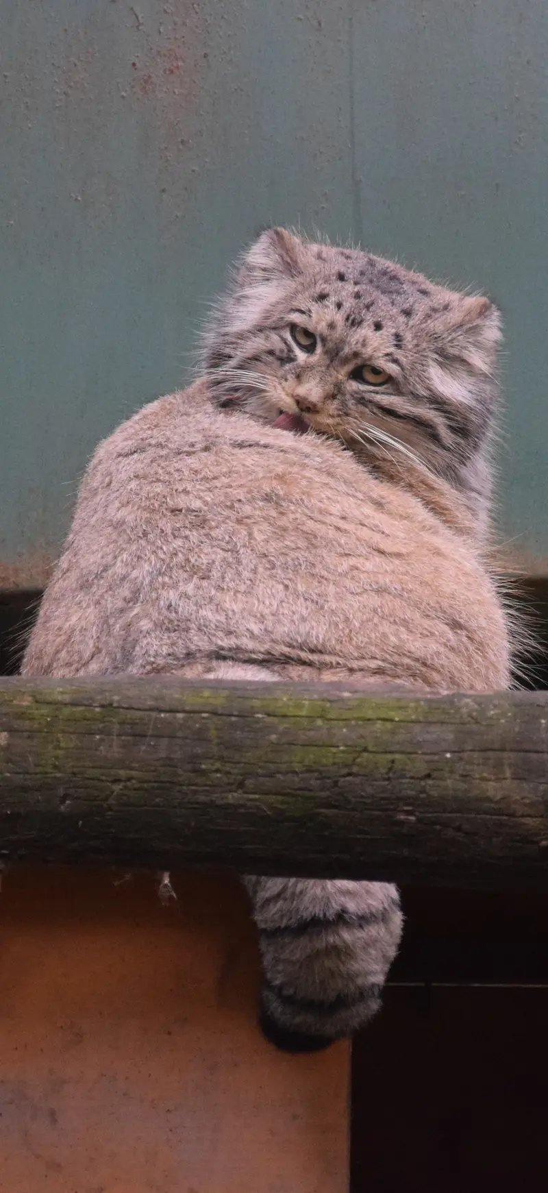 ブダペスト動物園・植物園のボフスの写真