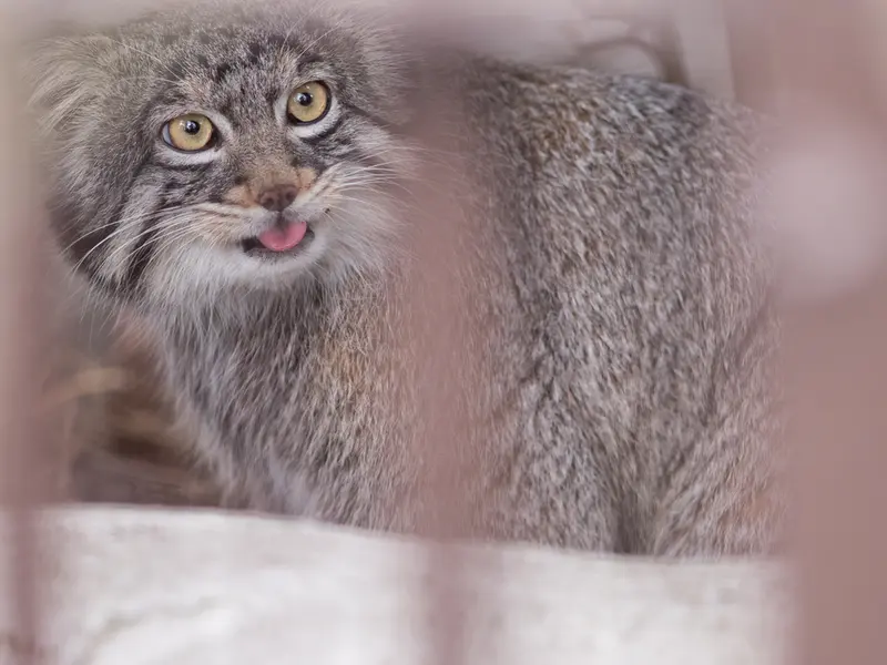 野毛山動物園のフィーガの写真