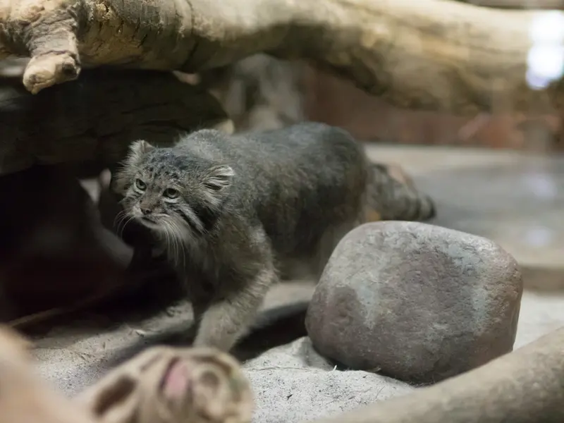 恩賜上野動物園のクリョンの写真